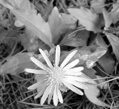 ���껰��ҩ(ר��̸ҩ)