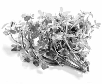 ���껰��ҩ(ר��̸ҩ)