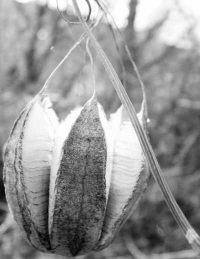 ���껰��ҩ(ר��̸ҩ)