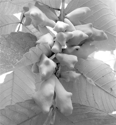 ˫�ӱ�������ֹ��