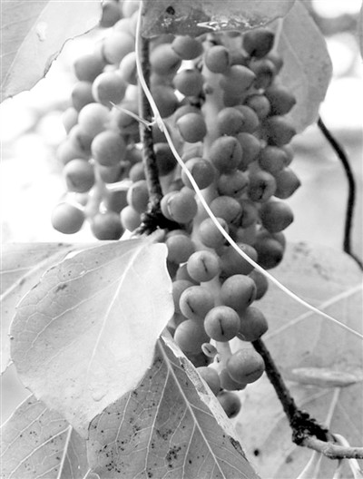 ˫�ӱ�������ֹ��