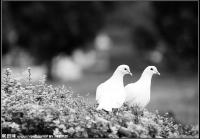 ��Խ����ԽԶ(΢�Բ���)