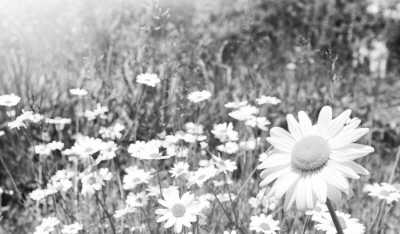 ����Ұ��(΢�Բ���)