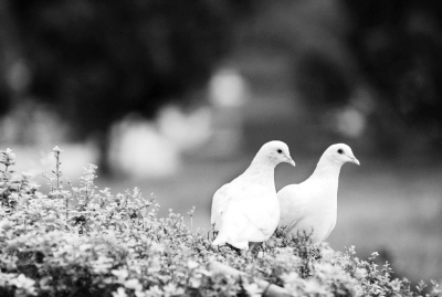 ���겻�ǻ�������(΢�Բ���)