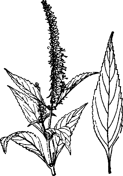 ������ȥ����