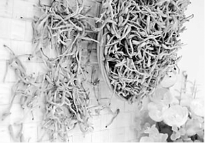 ���������̴���Ѫ