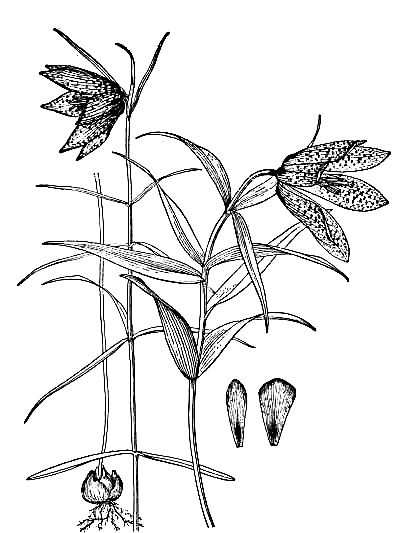 ҹ����� ���Դ���ĸ