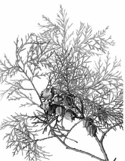 ���Ҷˮ���ѷ�(Сƫ��)