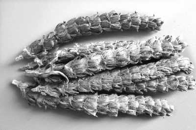 �����Ŀݲݣ��������ʹ