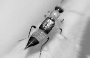 �ļ������á������Ƥ�ס�������