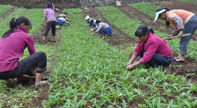 �ʼ���ҩ�Ĳ�ҵ��չ����