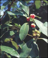 ���˽����㡿ԭֲ��ͼ