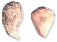 �����⡿ҩ��ͼ