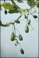 【土贝母】原植物图