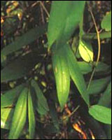 �������ߡ�ԭֲ��ͼ