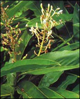 ����������ԭֲ��ͼ