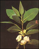 ����Ҷ��Ҷ��ԭֲ��ͼ