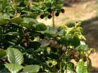 ����Ҷ���ٸ���ԭֲ��ͼ