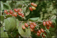 ��ɽ���ǡ�ԭֲ��ͼ