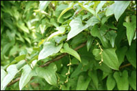 ��ɽҩ�١�ԭֲ��ͼ