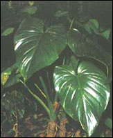 ��ǧ�꽡��ԭֲ��ͼ