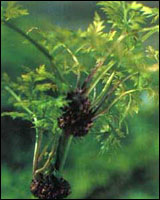 ����ܺ��ԭֲ��ͼ