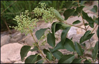 ��Ů��Ƥ��ԭֲ��ͼ