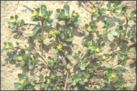 ���������ӡ�ԭֲ��ͼ