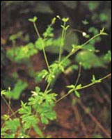 ������ӡ�ԭֲ��ͼ