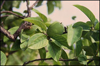 【木瓜】原植物图