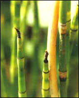 ��ľ����ԭֲ��ͼ