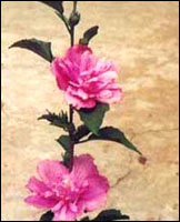 ��ľ�Ȼ���ԭֲ��ͼ