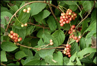 【五味子】原植物图