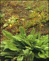 ����ǰ��ԭֲ��ͼ