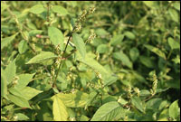 【牛膝】原植物图