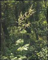 �����顿ԭֲ��ͼ