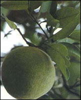 �����ٺ졿ԭֲ��ͼ