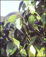 ����ҩ�ӡ�ԭֲ��ͼ