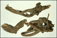 �����Ρ�ҩ��ͼ