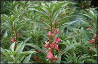 �����ɻ���ԭֲ��ͼ