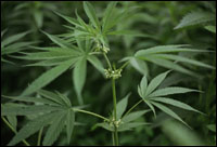 �������ʡ�ԭֲ��ͼ