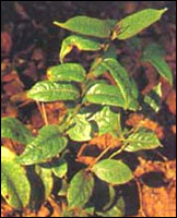 ������졿ԭֲ��ͼ