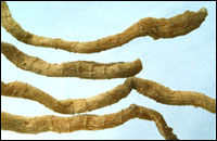 ������ҩ��ͼ