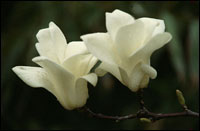 ����������ԭֲ��ͼ