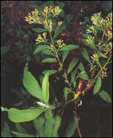 �������㡿ԭֲ��ͼ