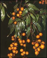 ��������Ƥ��ԭֲ��ͼ