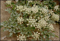 ����ɳ�Ρ�ԭֲ��ͼ