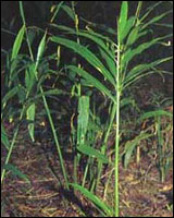 �����ϡ�ԭֲ��ͼ