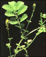 ���ɺײݡ�ԭֲ��ͼ