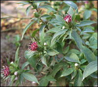 ��������ԭֲ��ͼ